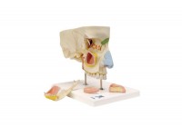 model ucha - 1019526 3b scientific modele anatomiczne 9